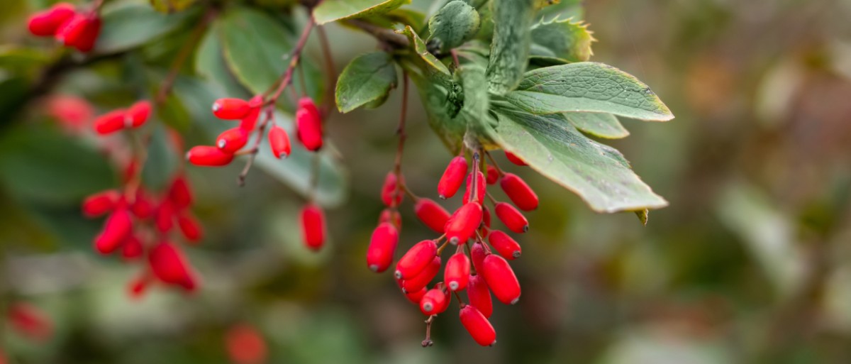 Berberine: A promising supplement with many benefits photo