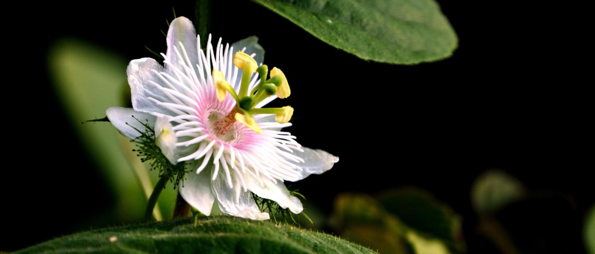 Passionflower the exotic: Properties, forms and side effectsphoto
