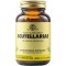 Solgar Scutellariae Αντιφλεγμονώδες Αντιαλλεργικό 50 Capsules Solgar Scutellariae Αντιφλεγμονώδες Αντιαλλεργικό 50 Capsules